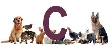 Dieren met een c - dier met c - Alle dieren met beginletter c