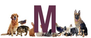 Dieren met een m - dier met m - alle dieren met beginletter m