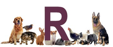Dieren met een r - dier met r - alle dieren met beginletter r