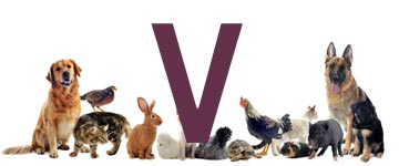 Dierennamen eindigend op V | NaamWijzer dierennamen