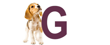 Hondennamen eindigend op G | NaamWijzer dierennamen