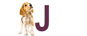 Hondennamen eindigend op J | NaamWijzer dierennamen