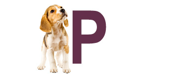 Hondennamen met de letter P | NaamWijzer dierennamen