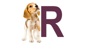 Hondennamen met de letter R | NaamWijzer dierennamen