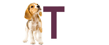 Hondennamen eindigend op T | NaamWijzer dierennamen