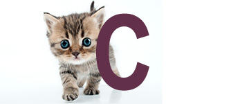 Kattennamen met de letter C | NaamWijzer dierennamen