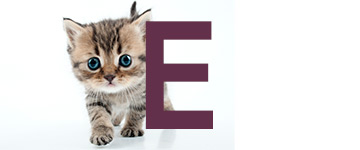 Kattennamen met de letter E | NaamWijzer dierennamen