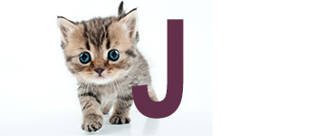 Kattennamen eindigend op J | NaamWijzer dierennamen