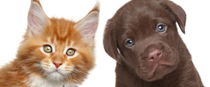 Populaire kattennamen en hondennamen | NaamWijzer dierennamen
