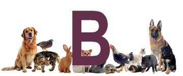 Dieren met een b - dier met b - Alle dieren met beginletter b