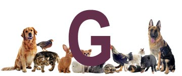 Dieren met een g - dier met g - alle dieren met beginletter g