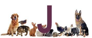 Dierennamen eindigend op J | NaamWijzer dierennamen