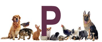 Dieren met een p - dier met p - alle dieren met beginletter p