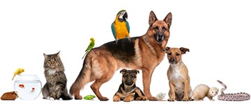 Betekenis dierennaam Betekenis dierennaam