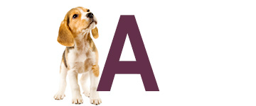 Hondennamen met de letter A | NaamWijzer dierennamen