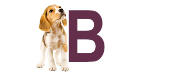Hondennamen eindigend op B | NaamWijzer dierennamen