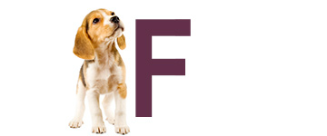 Hondennamen met de letter F | NaamWijzer dierennamen