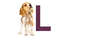 Hondennamen met de letter L | NaamWijzer dierennamen