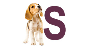 Hondennamen met de letter S | NaamWijzer dierennamen
