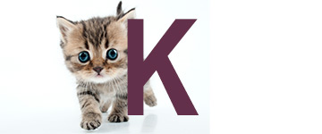 Kattennamen met de letter K | NaamWijzer dierennamen