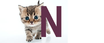 Kattennamen eindigend op N | NaamWijzer dierennamen