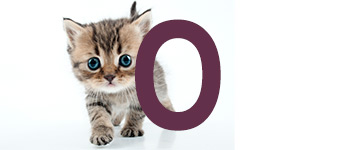 Kattennamen met de letter O | NaamWijzer dierennamen