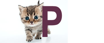 Kattennamen met de letter P | NaamWijzer dierennamen