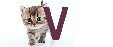 Kattennamen eindigend op V | NaamWijzer dierennamen