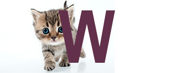Kattennamen met de letter W | NaamWijzer dierennamen
