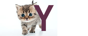 Kattennamen met de letter Y | NaamWijzer dierennamen