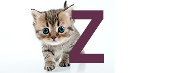 Kattennamen met de letter Z | NaamWijzer dierennamen