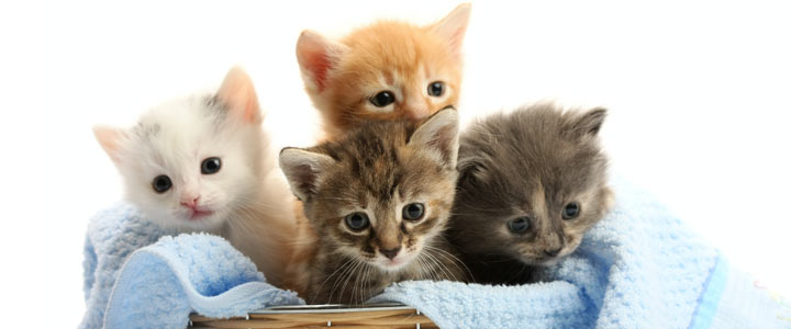 katnaam op alfabet kattennamen op alfabet